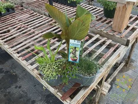 Aquabasket Kidney Deluxe - Colocasia 20"
