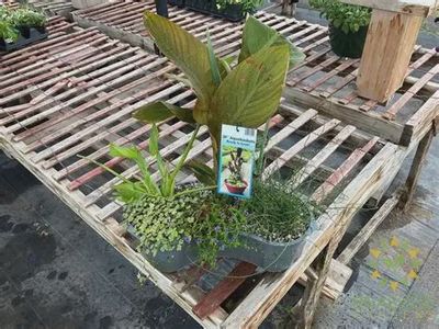 Aquabasket Kidney Deluxe - Colocasia 20"