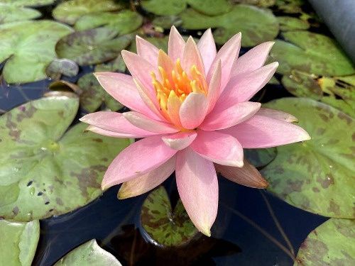 Nymphaea Colorado (Chanageable) Water Lily 5"