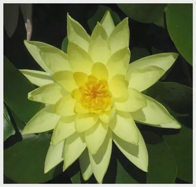 Nymphaea marliacea 'Chromatella' (Yellow) Water Lily 5"