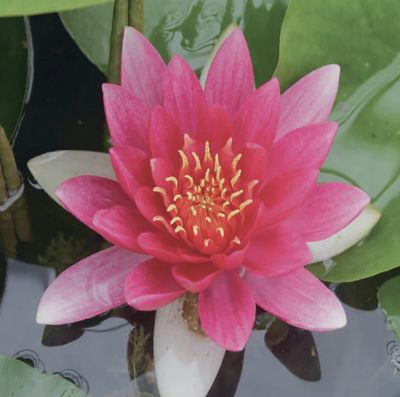 Nymphaea Pygmaea Red Water Lily 8"