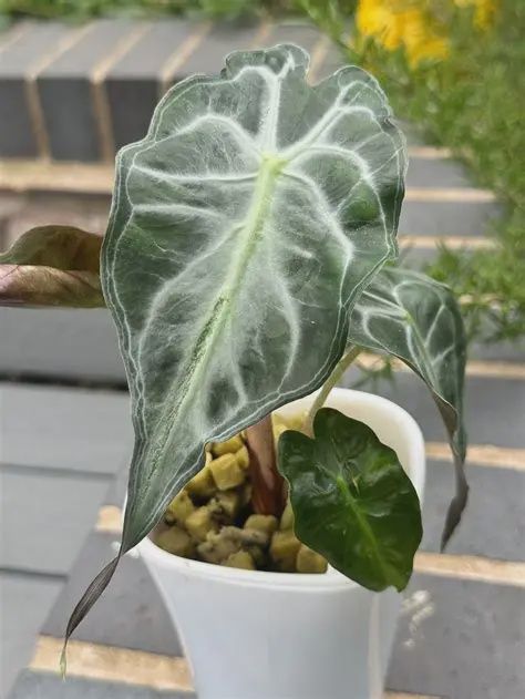 Aquabasket - Alocasia 8"