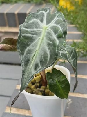 Aquabasket - Alocasia 8"