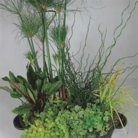 Aquabasket Kidney Deluxe - Canna 20"