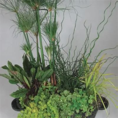 Aquabasket Kidney Deluxe - Cyperus 20"