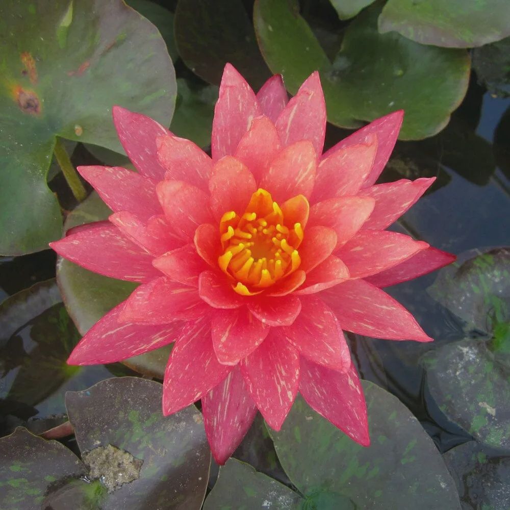 Nymphaea Wanvisa Water Lily 5"