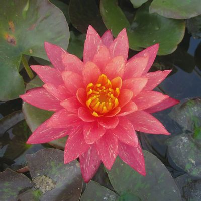 Nymphaea Wanvisa Water Lily 5"