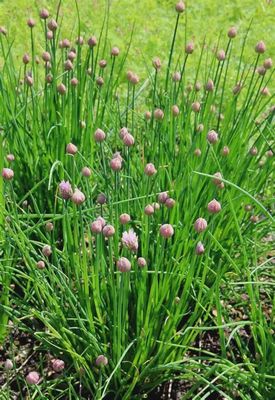 Onion Chives