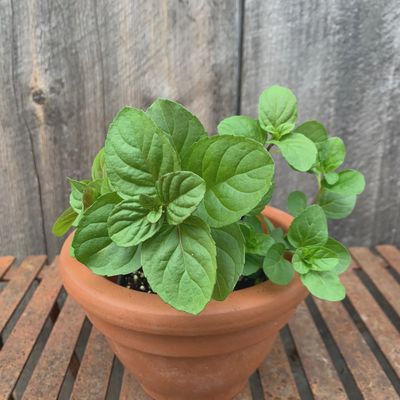 Orange Mint