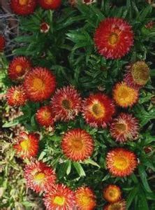 Bracteantha Cottage Bronze