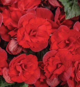 Begonia hiemalis Solenia® 'Red' Solenia® Red Begonia