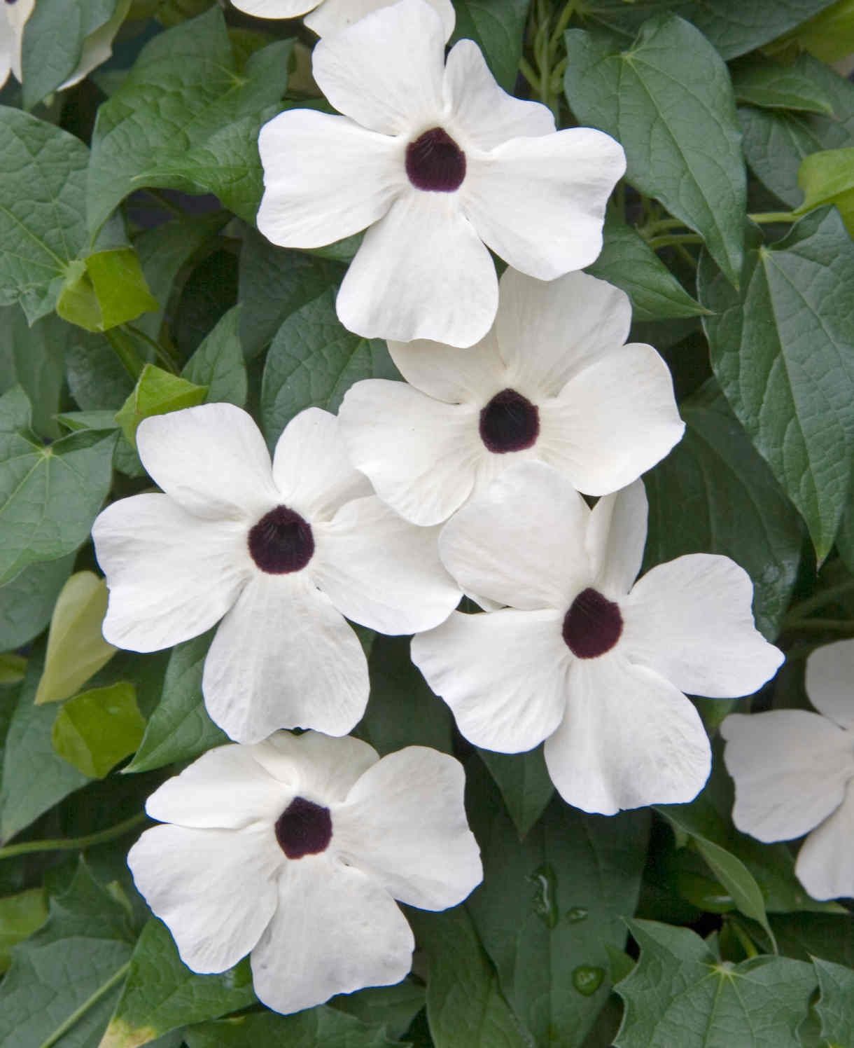 Thunbergia Sunny Susy Glow White Halo