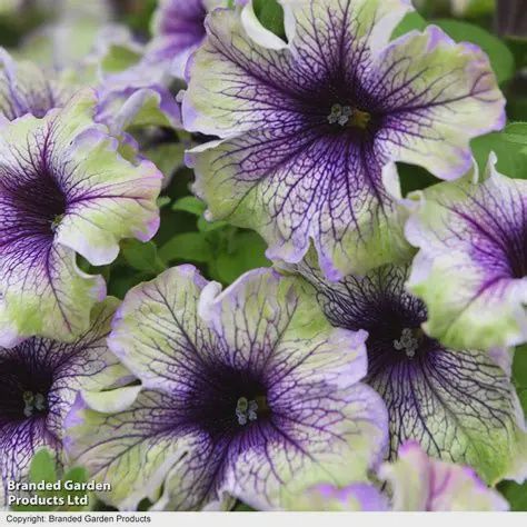 Petunia Amazonas® Plum Cockatoo