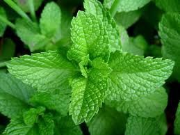 English Mint