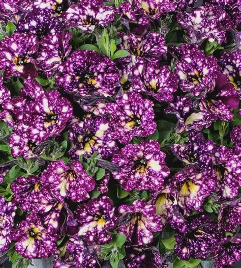Petunia Splash Dance® Magenta Mambo