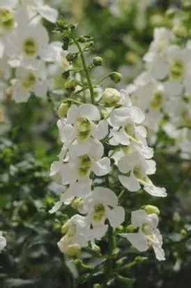 Angelonia Alonia™ Big Snow