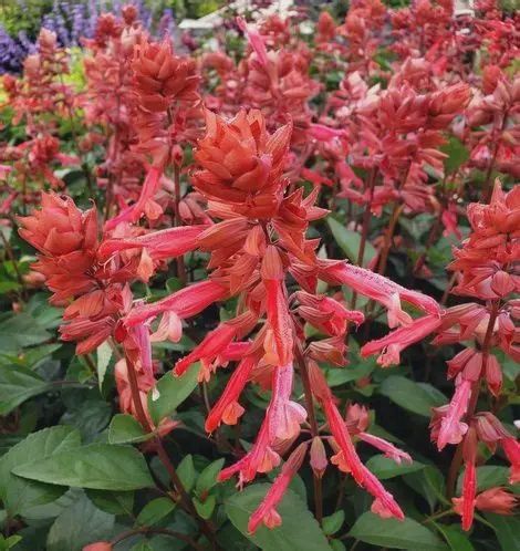 Salvia Skyscraper™ Orange