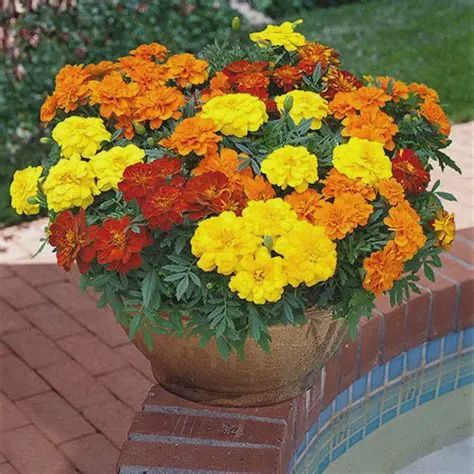 Marigold Durango Mix 4 pk