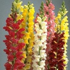Snap Dragon Rocket Mix 4pk