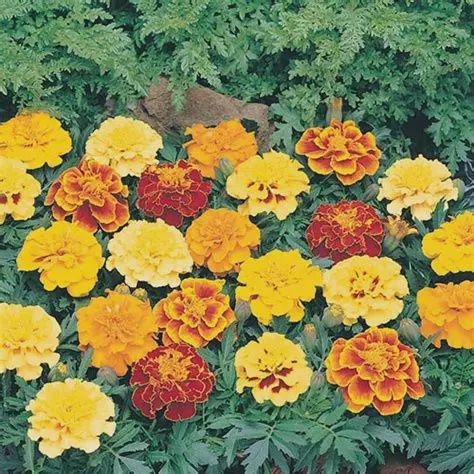 Marigold Bonanza Mix 4 pk