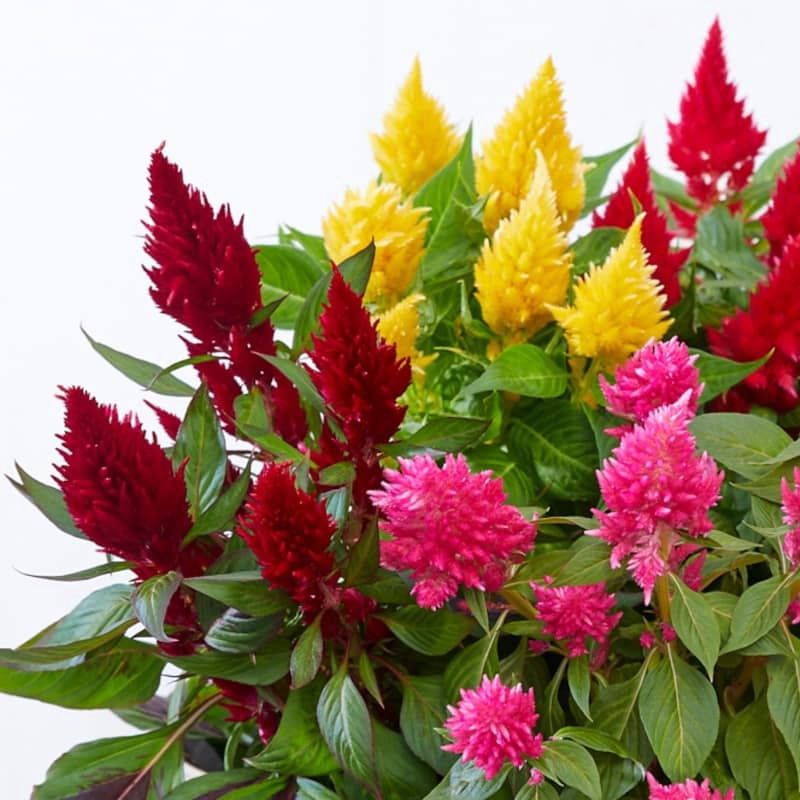 Celosia Kelos Mix 4 pk