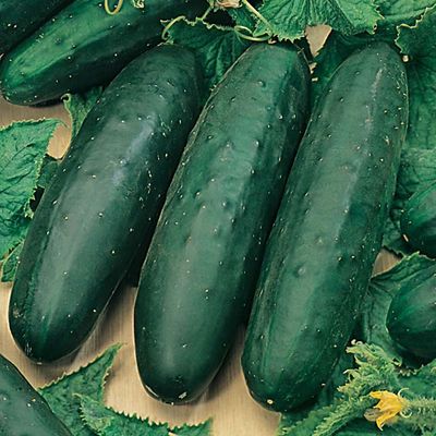Cucumber Market More
