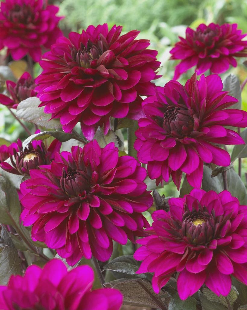 Dahlia Temptation Purple 6"
