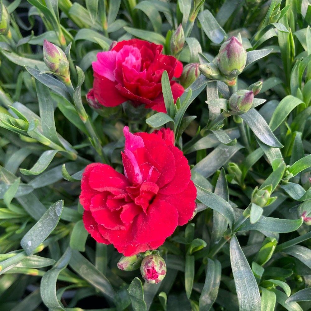 Dianthus Oscar Cherry Velvet 4"