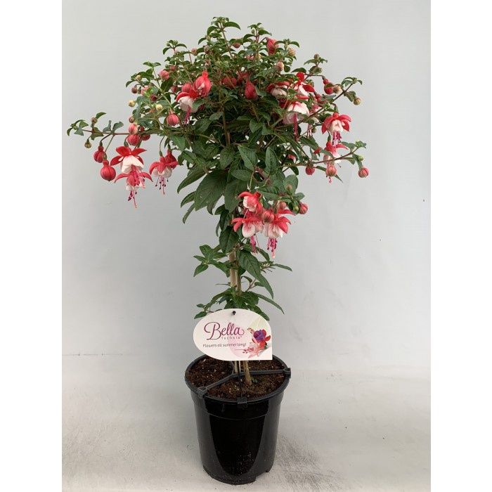 Fuschia 'Britney' STD 6"