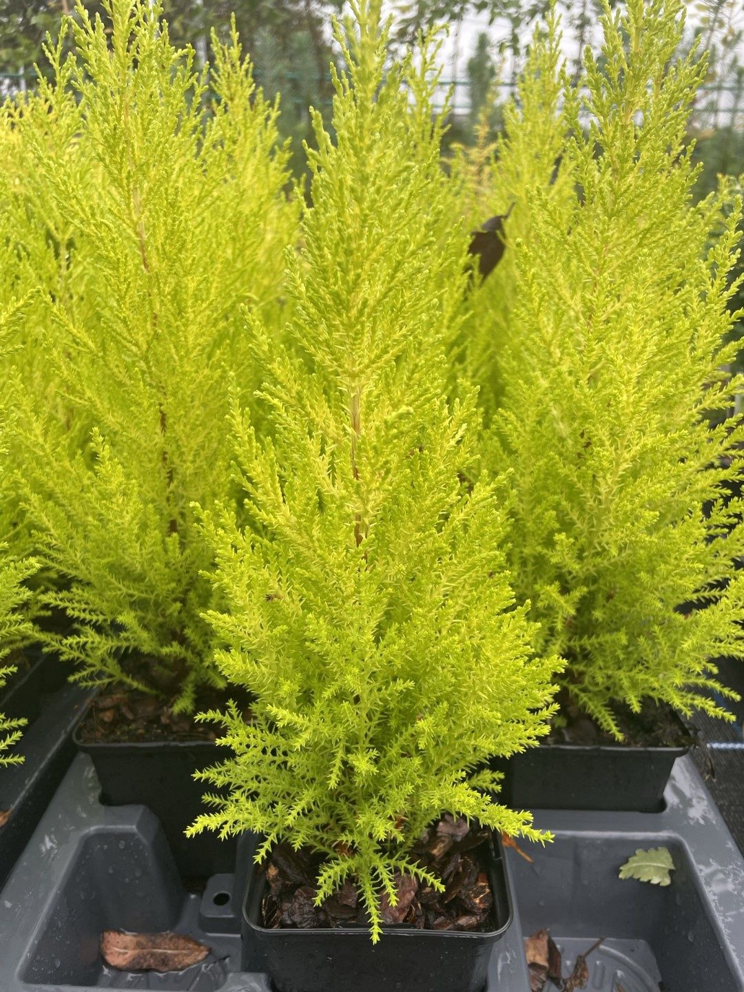 Cupressus Wilma Monterey Cypress 6"