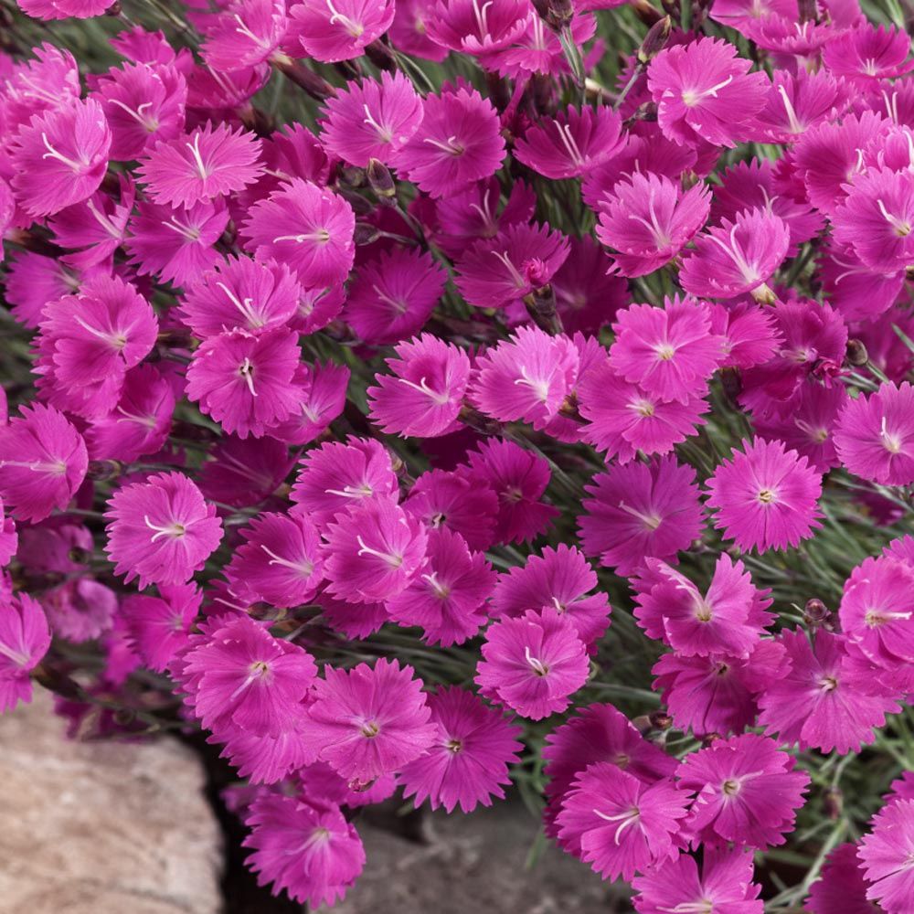 Dianthus Everlast™ Neon Pink 6"