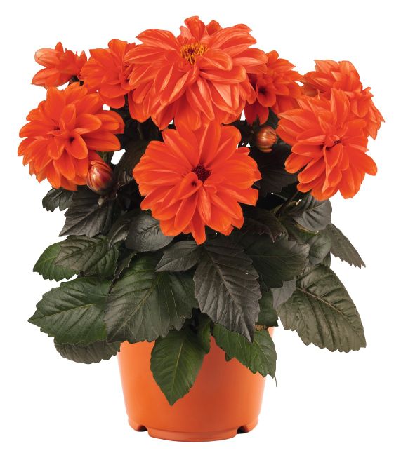 Dahlia Temptation Orange 6"