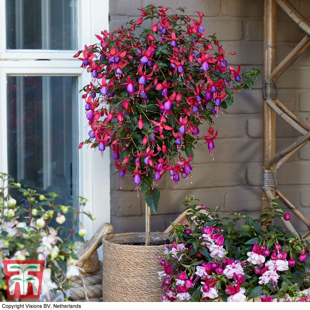 Fuschia 'Angela' STD 6"