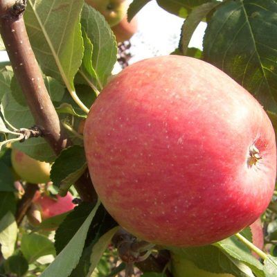 Malus x 'Jefcoutts2' Red Gemeni™ Apple