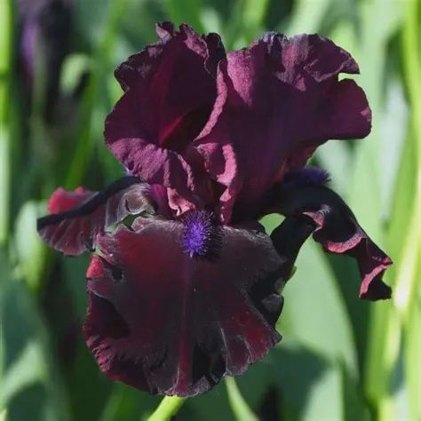 Iris germanicum 'Neptune's Wine' Neptune's Wine Iris