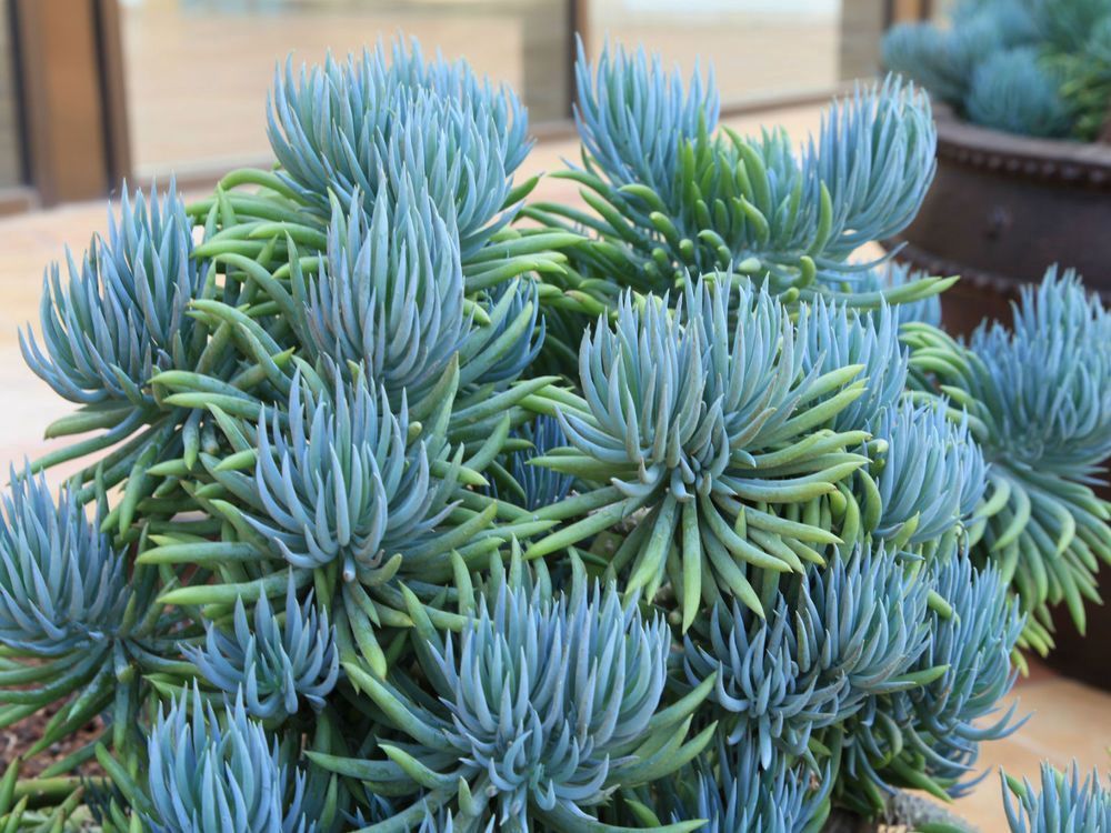 Senecio Blue Chalk Fingers