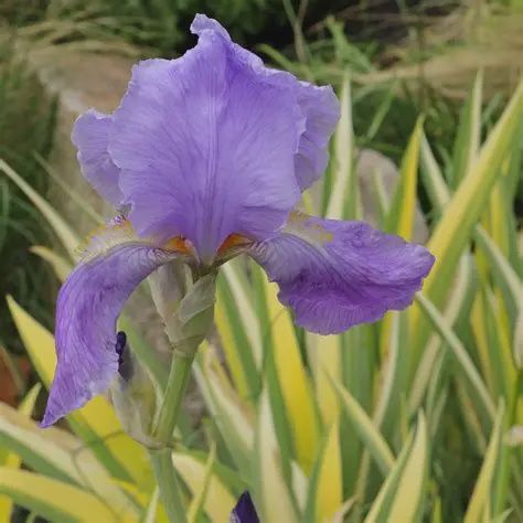 Iris pallida 'Aureo Variegata' Dalmatian Iris