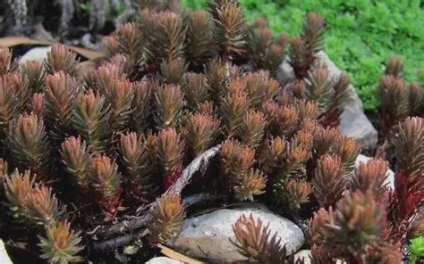 Sedum-creeping 'Chocolate Ball'