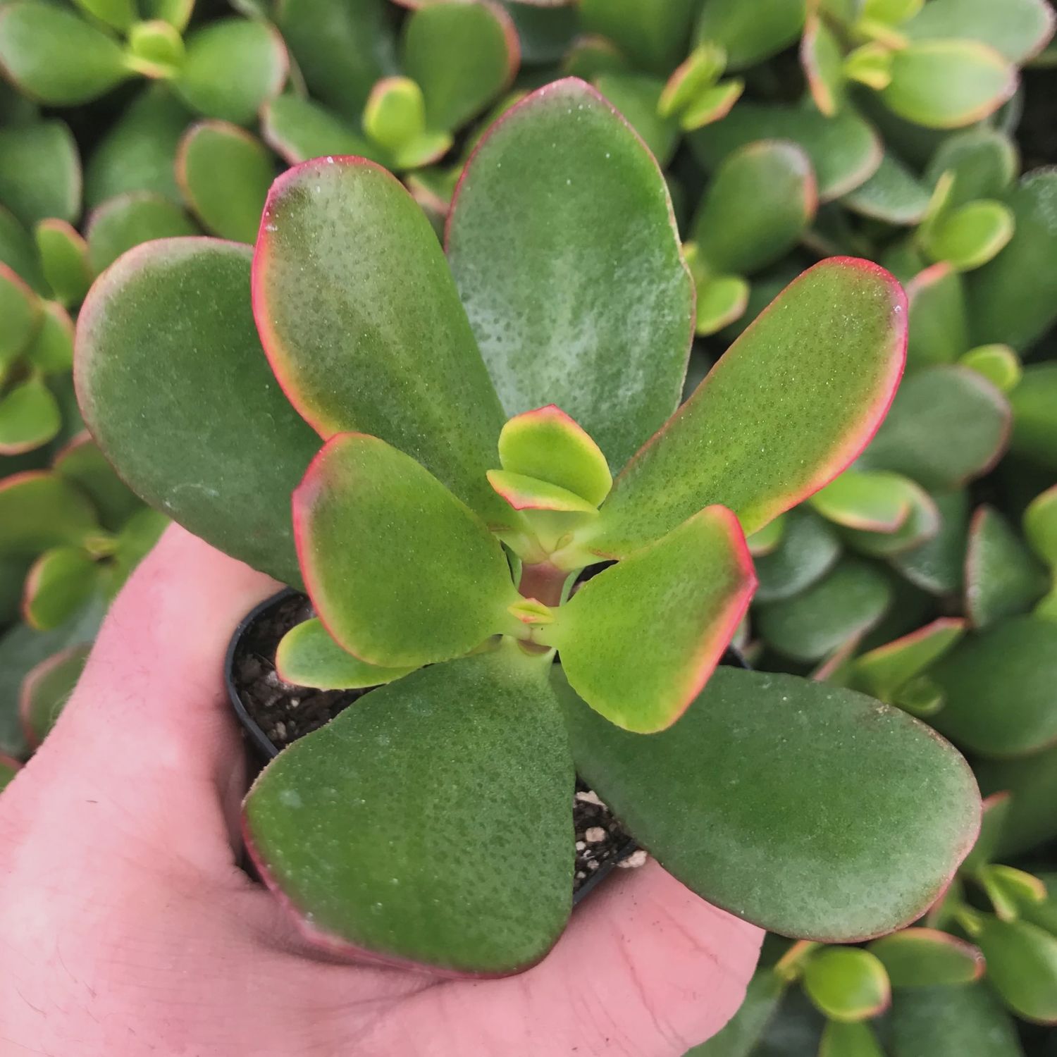 Crassula ovata 'Sunshine'