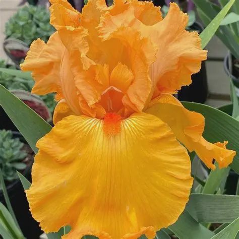 Iris germanicum 'Savannah Sunset' Savannah Sunset Iris