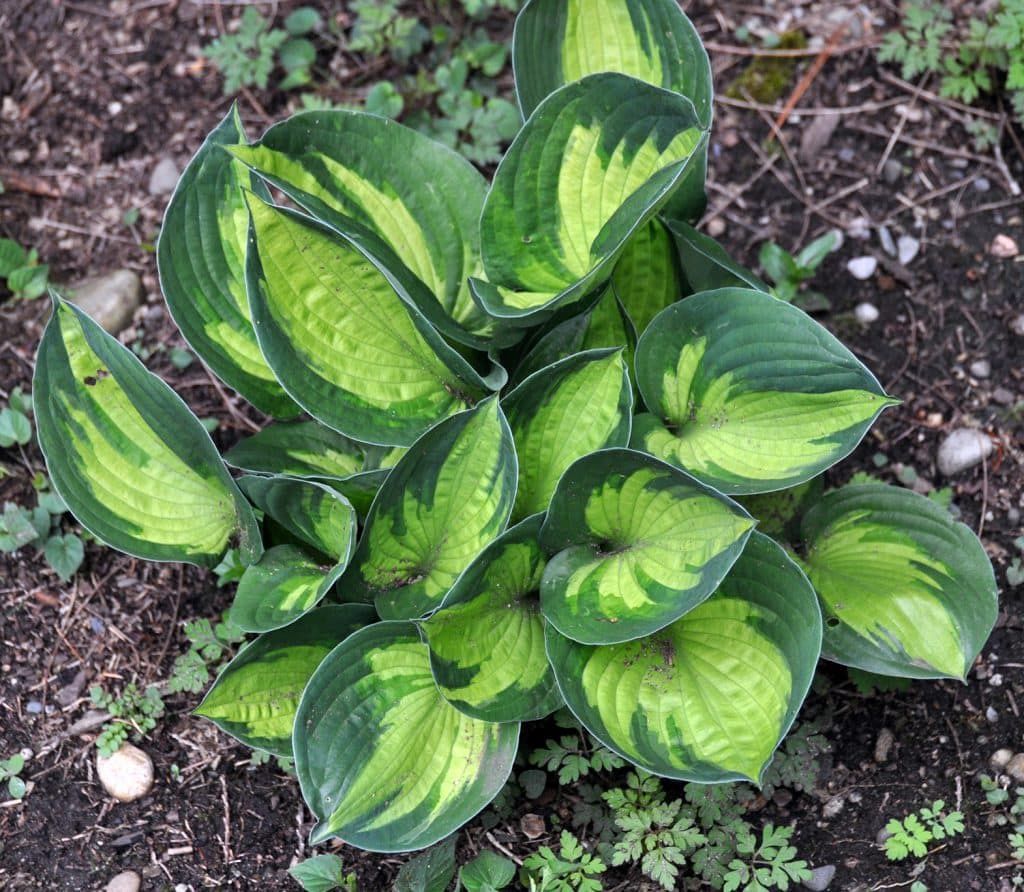 Hosta "Great Expectations"