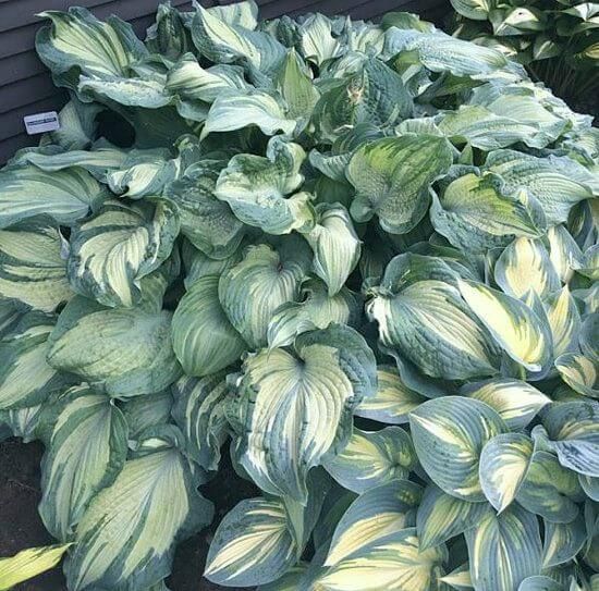 Hosta "Guardian Angel"