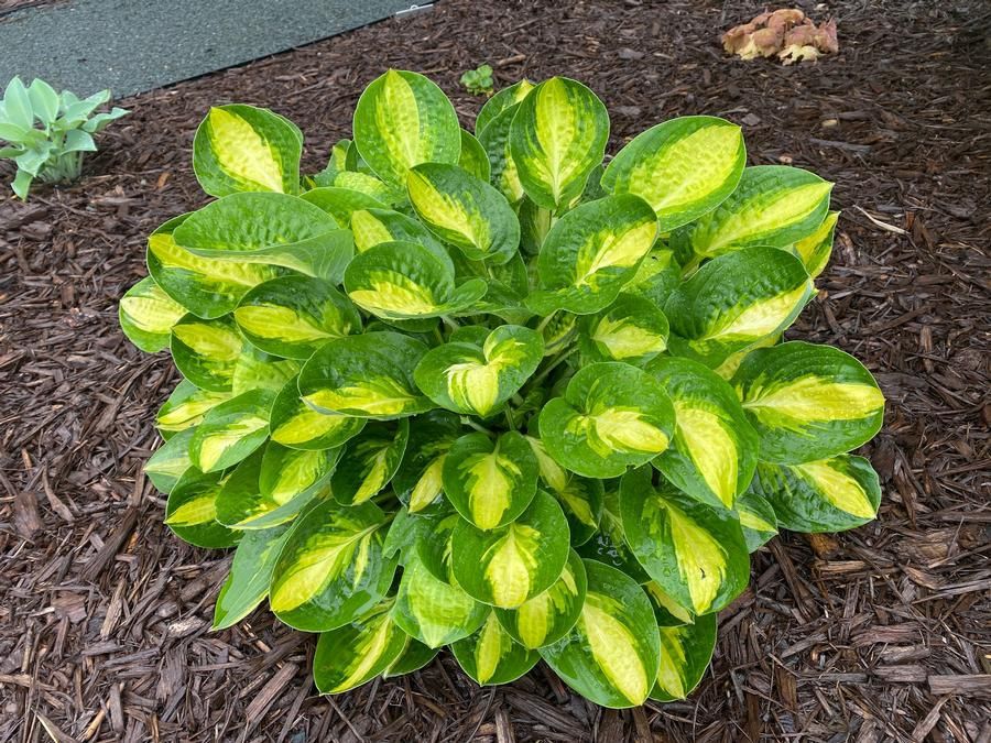 Hosta 'Warwick Comet'