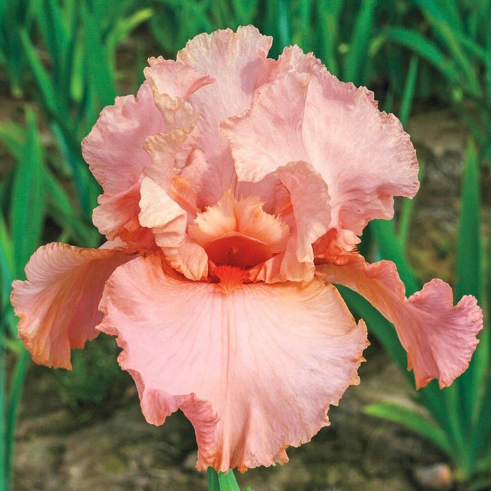 Iris germanicum 'Peggy Sue' Peggy Sue Iris