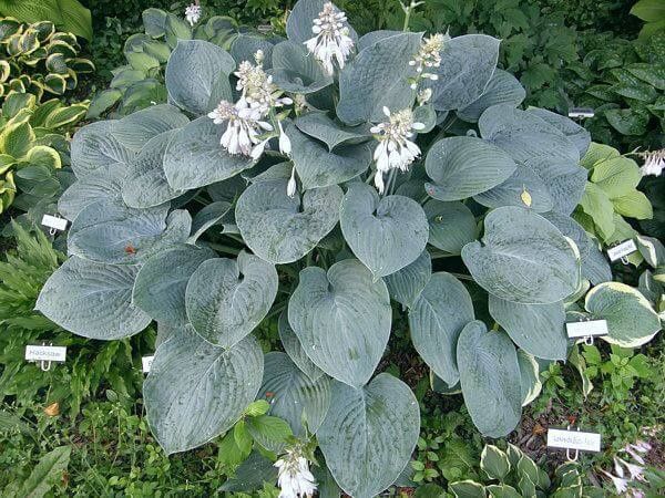 Hosta 'Blue Hawaii'