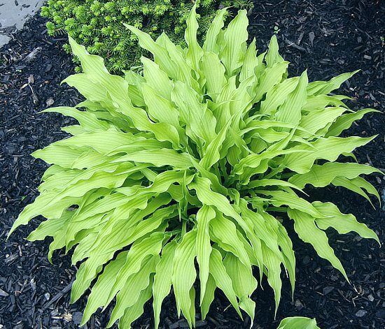 Hosta 'Curly Fries'