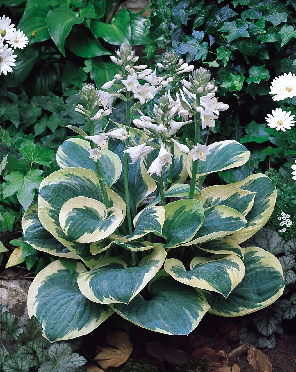 Hosta 'Snow Cap'