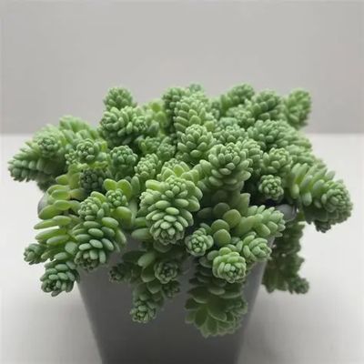 Sedum-creeping 'Silver Roses'