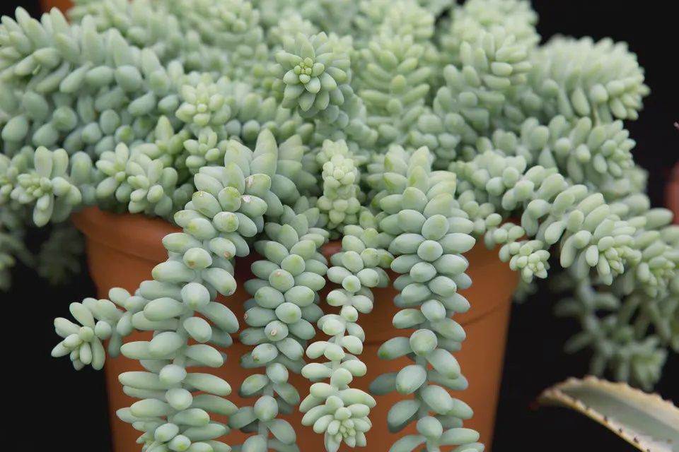 Sedum-creeping morgianum 'Donkey'