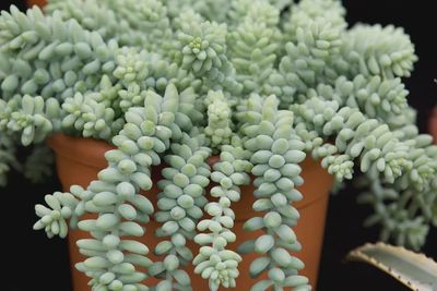 Sedum-creeping morgianum 'Donkey'